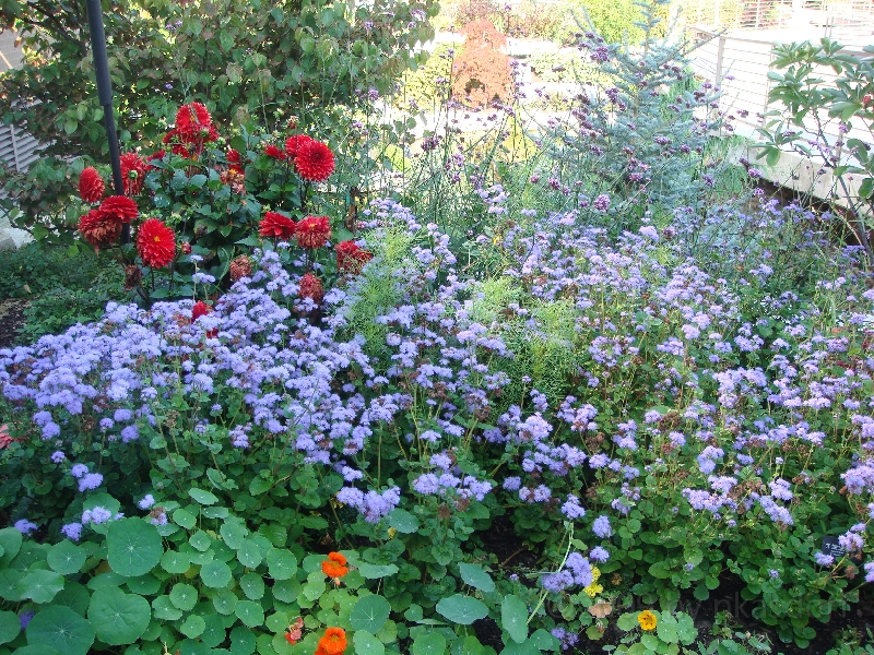 Western Michigan [2009] 186.JPG - Scenes from Frederik Meijer Gardens & Sculpture Park.